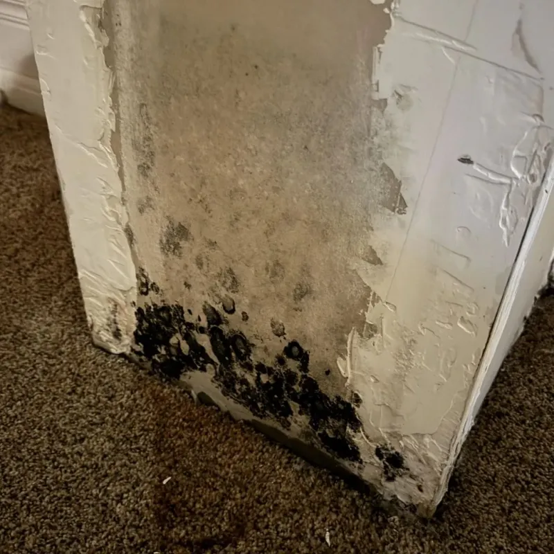 Professional Mold Removal in Murphysboro, IL